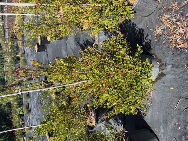 Acmena smithii minor Allyn Magic — screening and hedging plant — Cape Nursery Byron Bay NSW