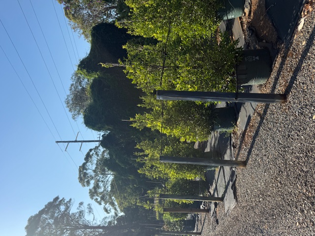 Acmena smithii SUBLIME ™ — OZbreed variety — Cape Nursery Byron Bay NSW