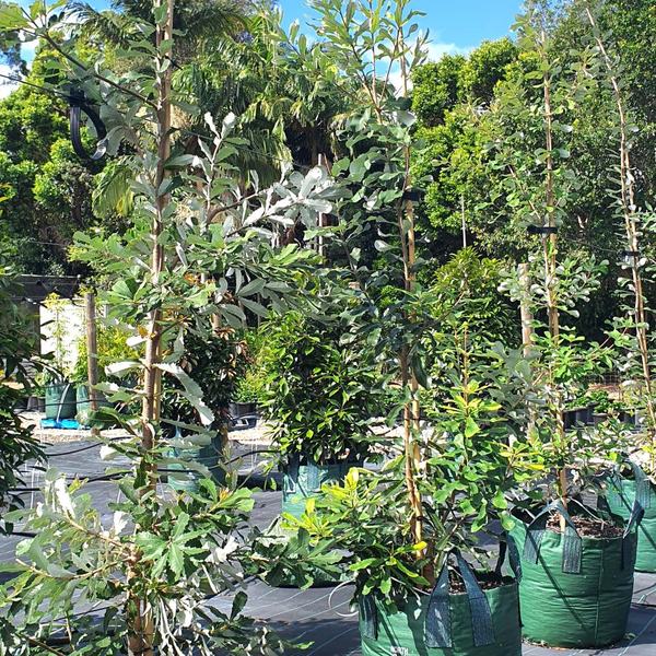 Banksia integrifolia Coast Banksia — coastal native with yellow flower spikes, 100L advanced specimen, Cape Nursery Byron Bay NSW
