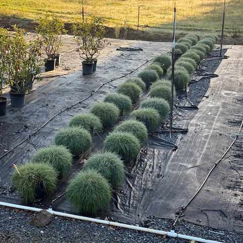 Casuarina glauca Cousin It — low-growing weeping she-oak groundcover, Cape Nursery Byron Bay NSW