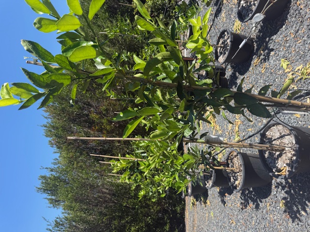 Citrus limon — Lemon Lisbon Dwarf — edible feature plant — Cape Nursery Byron Bay NSW