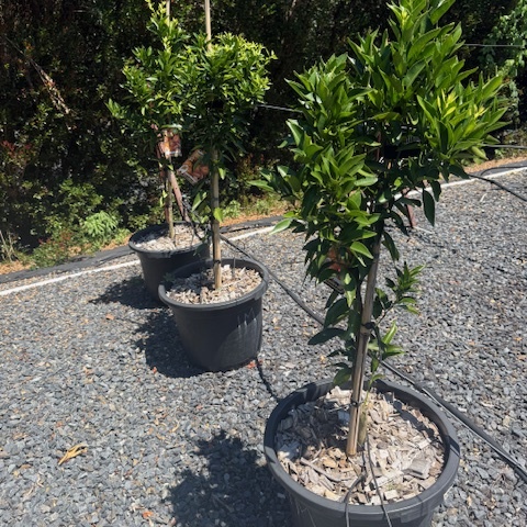 Citrus reticulata Imperial Mandarin — fruiting mandarin tree, 430mm pot 1.45m height, Cape Nursery Byron Bay NSW