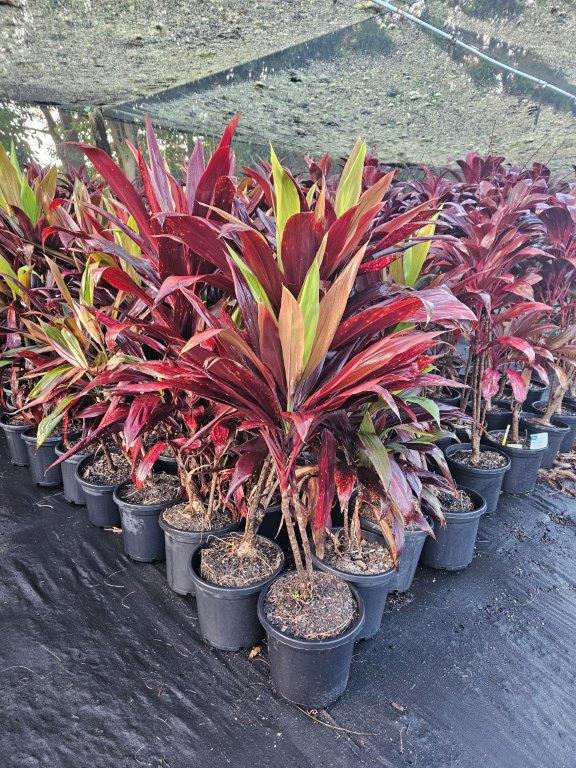 Cordyline fruticosa Negra — architectural structural plant — Cape Nursery Byron Bay NSW