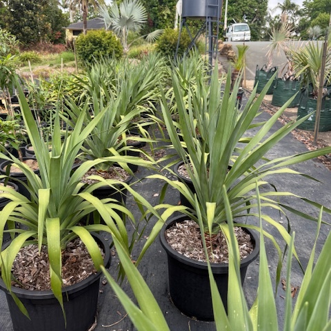 Dracaena draco Dragon Tree — architectural feature tree, 430mm pot 1m height, Cape Nursery Byron Bay NSW