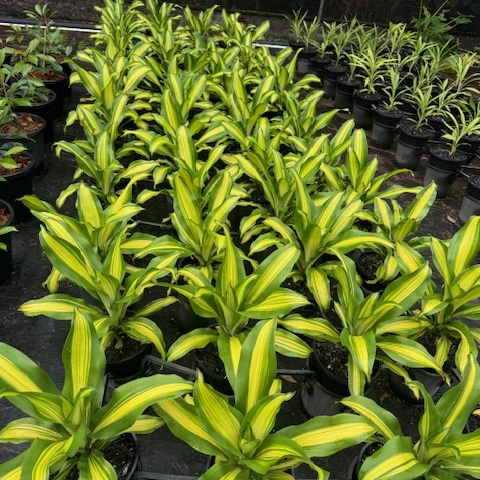 Dracaena fragrans Goldcord — tropical foliage plant with gold-striped leaves, 200mm pot, Cape Nursery Byron Bay NSW
