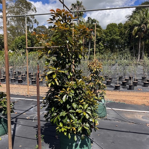 Elaeocarpus eumundi Eumundi Quandong — rare Australian rainforest tree, 100L advanced specimen, Cape Nursery Byron Bay NSW