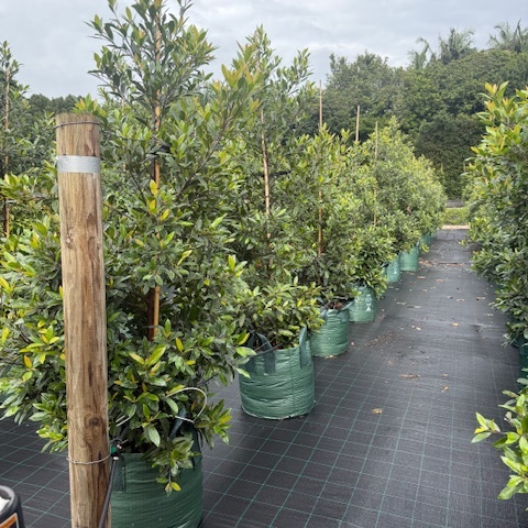 Elaeocarpus reticulatus Prima Donna Blueberry Ash — Australian native with pink flower bells, 100L specimen, Cape Nursery Byron Bay NSW