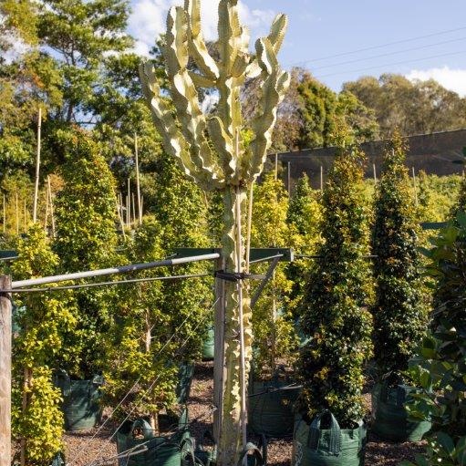 Euphorbia ammak — tall architectural succulent column, 100L specimen, Cape Nursery Byron Bay NSW