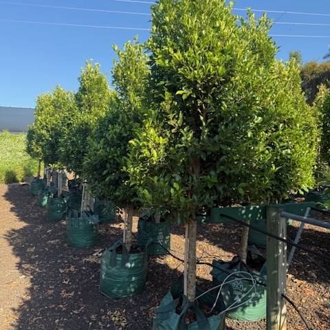 Ficus microcarpa Flash Standards — advanced standard form screening fig, 100L specimen, Cape Nursery Byron Bay NSW
