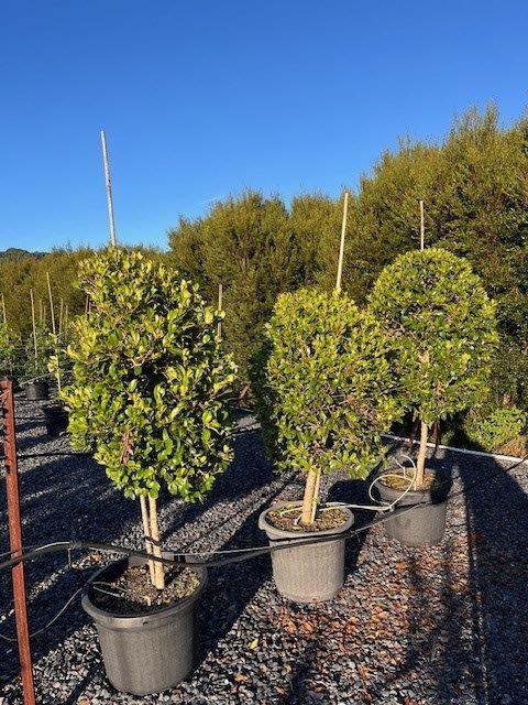 Ficus microcarpa hillii Standards — architectural structural plant — Cape Nursery Byron Bay NSW