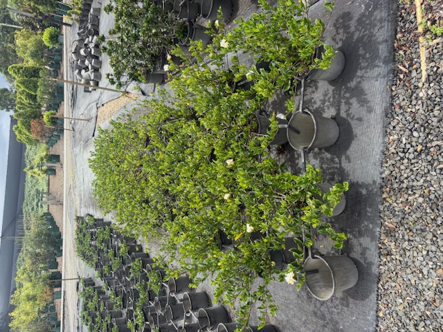 Gardenia augusta Florida — flowering ornamental — Cape Nursery Byron Bay NSW