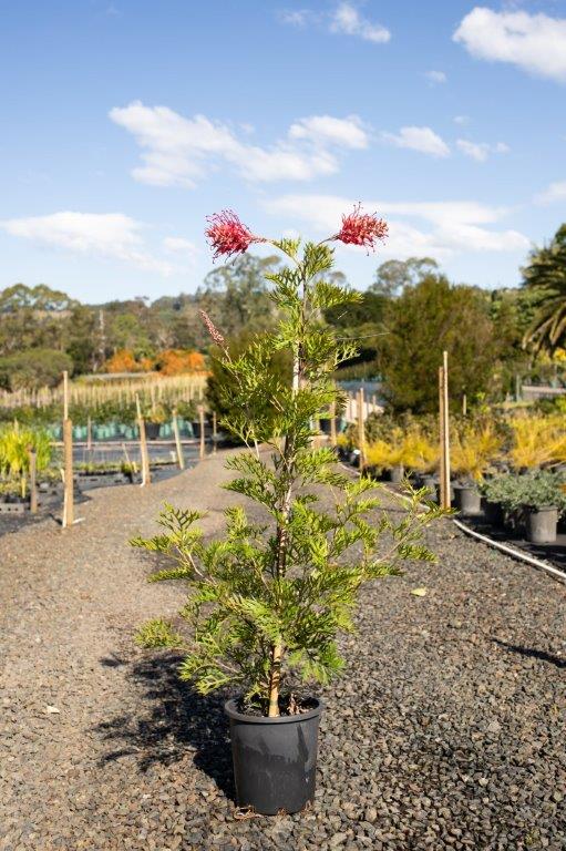 Grevillea Robyn Gordon — flowering ornamental — Cape Nursery Byron Bay NSW