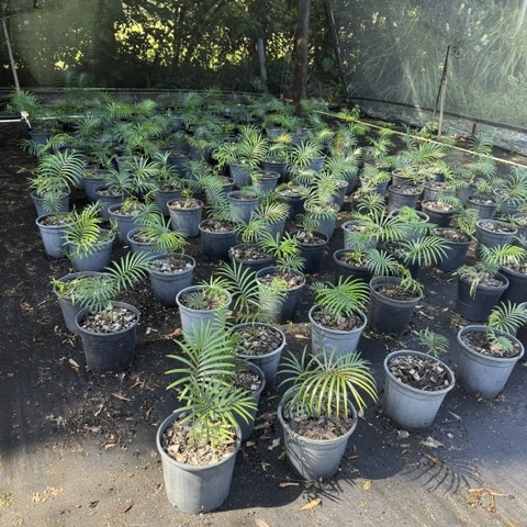 Lepidozamia peroffskyana — large ornamental cycad with glossy arching fronds, 430mm pot, Cape Nursery Byron Bay NSW
