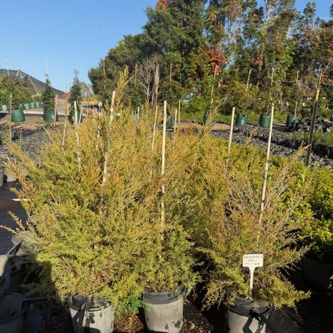 Leptospermum flavescens Cardwell — compact tea tree with fine foliage and white flowers, 200mm pot, Cape Nursery Byron Bay NSW