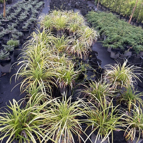 Liriope muscari Evergreen Giant — bold clumping liriope with purple flower spikes, 200mm pot, Cape Nursery Byron Bay NSW
