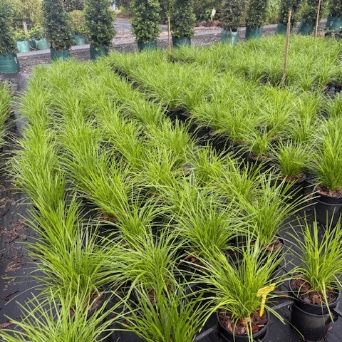 Lomandra Lime Tuff — compact lime-green strappy grass for mass planting, 200mm pot, Cape Nursery Byron Bay NSW
