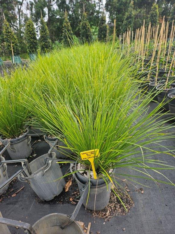 Lomandra longifolia Verday — flowering ornamental — Cape Nursery Byron Bay NSW