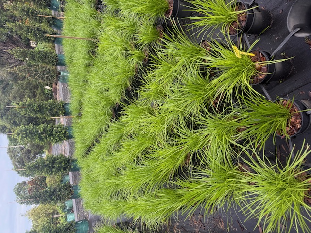 Lomandra longifolia — flowering ornamental — Cape Nursery Byron Bay NSW