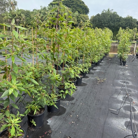 Lophostemon confertus Brushbox — Australian street tree with dense canopy, 300mm pot, Cape Nursery Byron Bay NSW