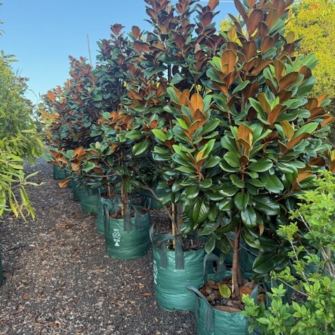 Magnolia grandiflora Teddy Bear PBR — compact evergreen magnolia with large white flowers, Cape Nursery Byron Bay NSW