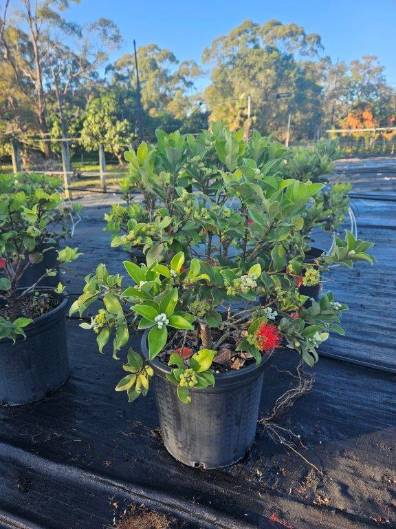 Metrosideros collina Springfire — flowering ornamental — Cape Nursery Byron Bay NSW