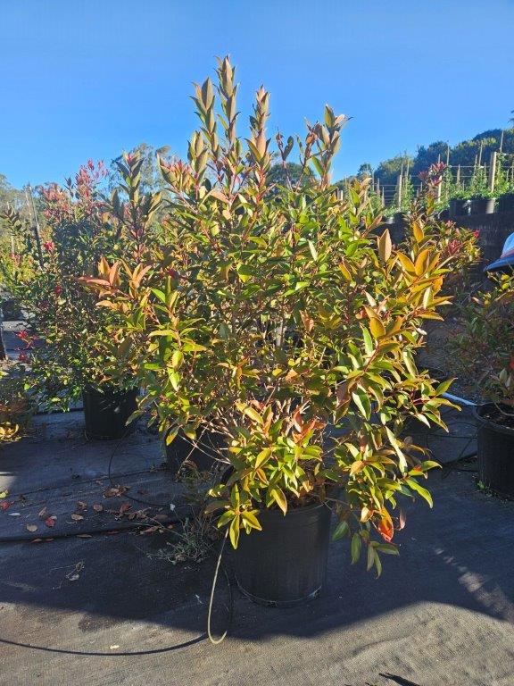 Metrosideros vitiensis Fiji Fire — flowering ornamental — Cape Nursery Byron Bay NSW