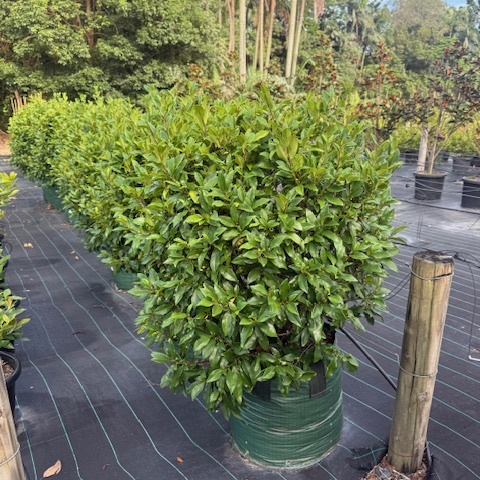 Michelia figo Port Wine Magnolia — fragrant dense evergreen hedge, Cape Nursery Byron Bay NSW