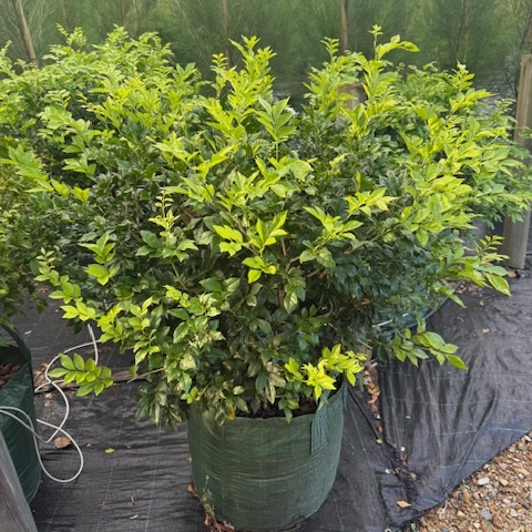 Murraya paniculata Orange Jessamine — dense fragrant hedging shrub with white flowers, Cape Nursery Byron Bay NSW