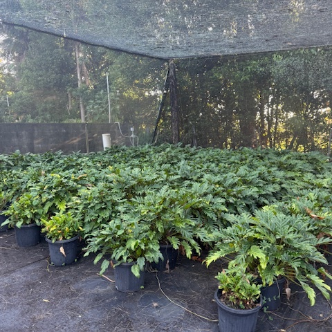 Philodendron Xanadu — bold tropical foliage plant with deeply lobed leaves, 300mm pot, Cape Nursery Byron Bay NSW