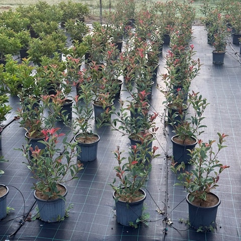 Photinia fraserii Red Robin — dense screening hedge with vivid red new growth, Cape Nursery Byron Bay NSW