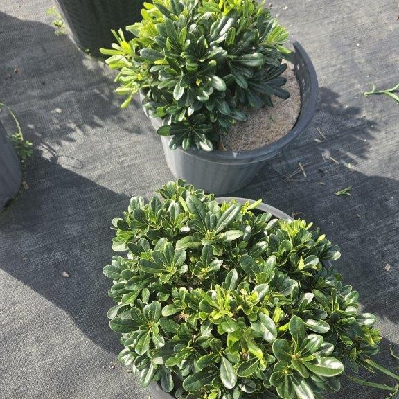 Pittosporum tobira Miss Muffet — compact dwarf Pittosporum for mass planting, 200mm pot, Cape Nursery Byron Bay NSW