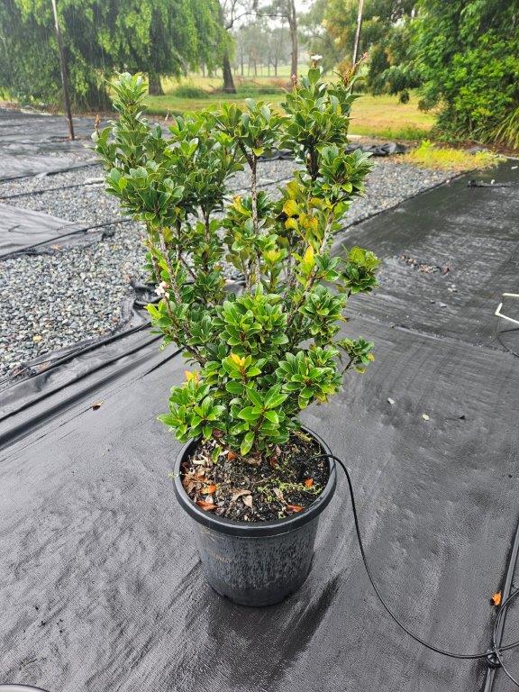 Rhaphiolepis indica Oriental Pearl — screening and hedging plant — Cape Nursery Byron Bay NSW