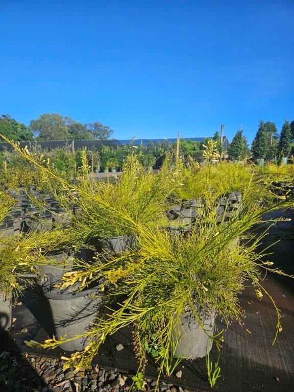 Russelia equisitiformis Yellow (juncea) — architectural structural plant — Cape Nursery Byron Bay NSW