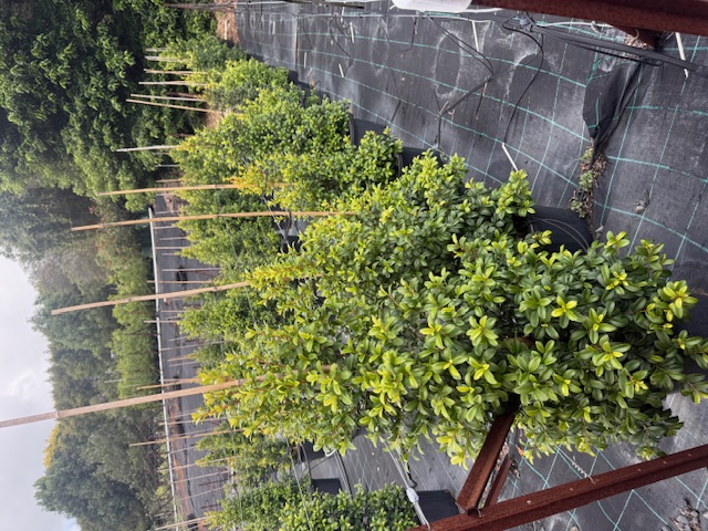 Syzygium australe Baby Boomer — screening and hedging plant — Cape Nursery Byron Bay NSW