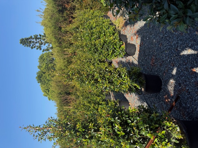 Syzygium australe Select Standards — screening and hedging plant — Cape Nursery Byron Bay NSW