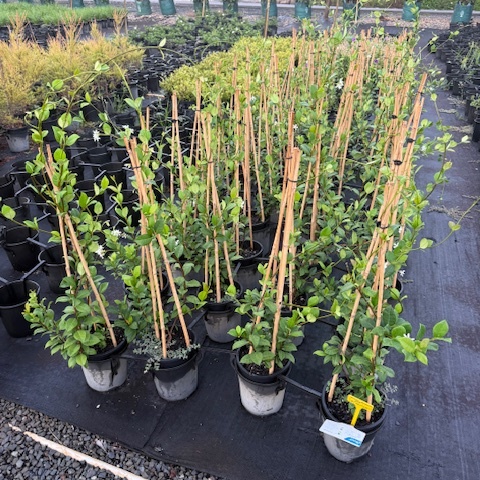 Trachelospermum jasminoides Tripods — fragrant star jasmine trained on tripod frames, Cape Nursery Byron Bay NSW