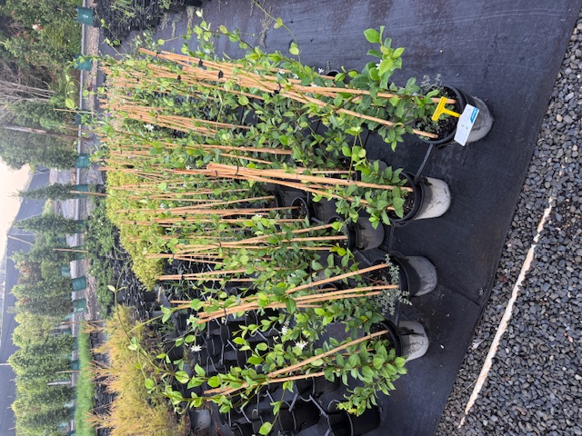 Trachelospermum jasminoides — screening and hedging plant — Cape Nursery Byron Bay NSW