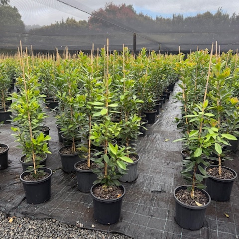 Tristaniopsis laurina Luscious PBR — advanced Water Gum screening tree with glossy foliage, Cape Nursery Byron Bay NSW