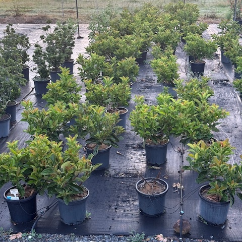Viburnum odoratissimum Emerald Lustre — dense glossy-leafed hedging shrub, 300mm pot, Cape Nursery Byron Bay NSW