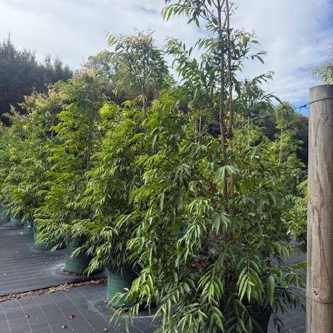 Waterhousia floribunda Amaroo — compact weeping Lilly Pilly, 45L advanced specimen, Cape Nursery Byron Bay NSW