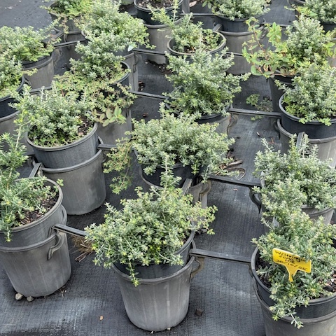 Westringia fruticosa Zena — fine-foliaged compact Westringia for low hedges, 200mm pot, Cape Nursery Byron Bay NSW