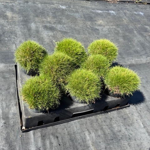 Zoysia tenuifolia — fine-bladed ornamental lawn grass for feature groundcover, 140mm pot, Cape Nursery Byron Bay NSW